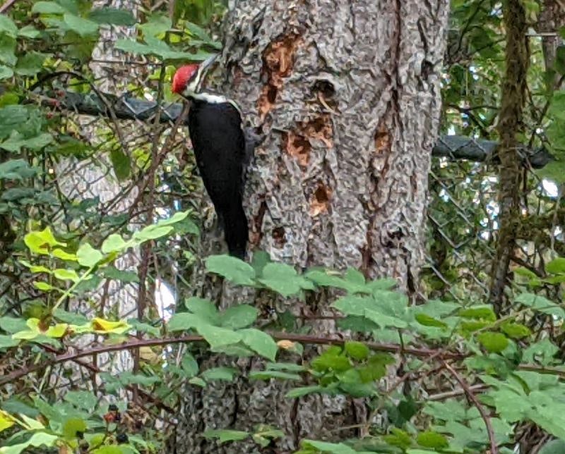 The rare and wonderful Pelliated Woodpecker who frequents the backyard and woods above