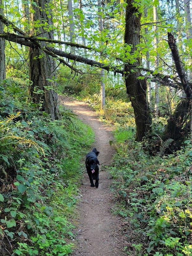 Francis enjoying his daily hike on the Ridgeline Trail