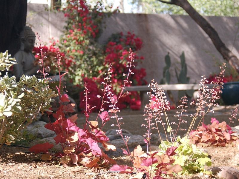 Spring in Zen Garden