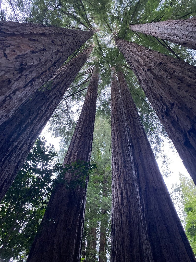 Ring of Redwood in the garden