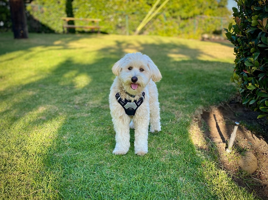 Bailey showing off the dog run area, fully fenced with a potty station.