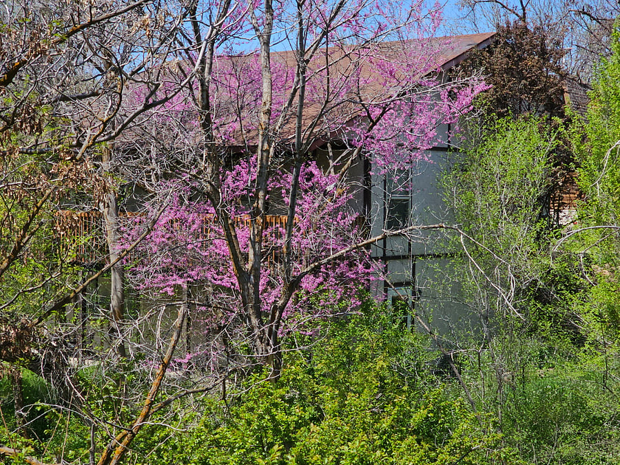 The view of the house from the road. By summer it will be almost invisible.