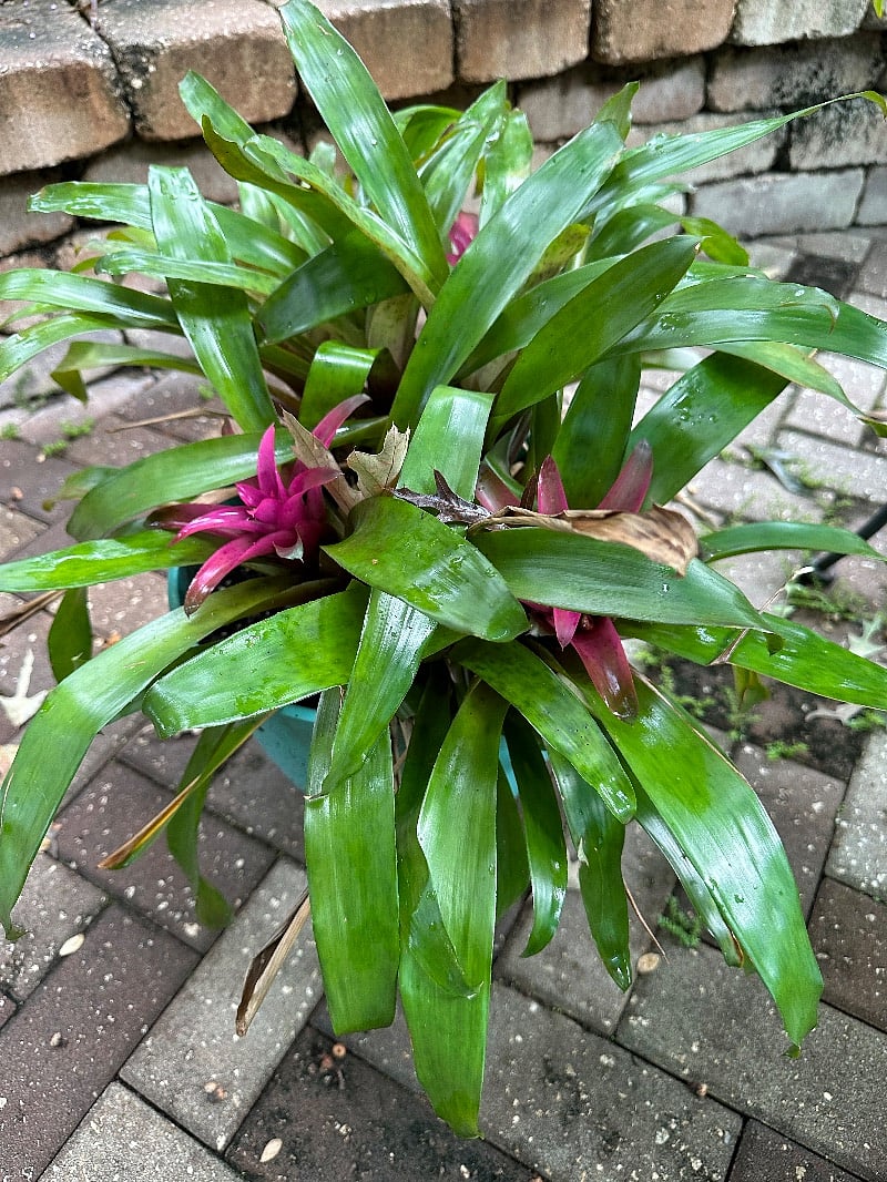 A garden patio is full of flowers, taken some sun