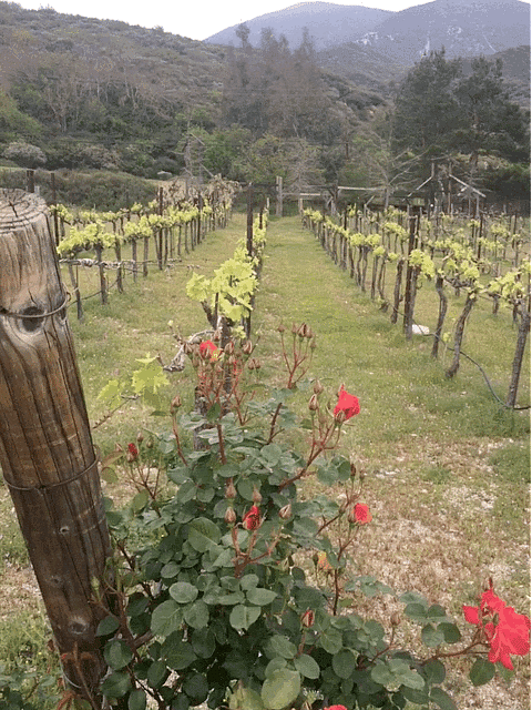 Spring in the vineyard