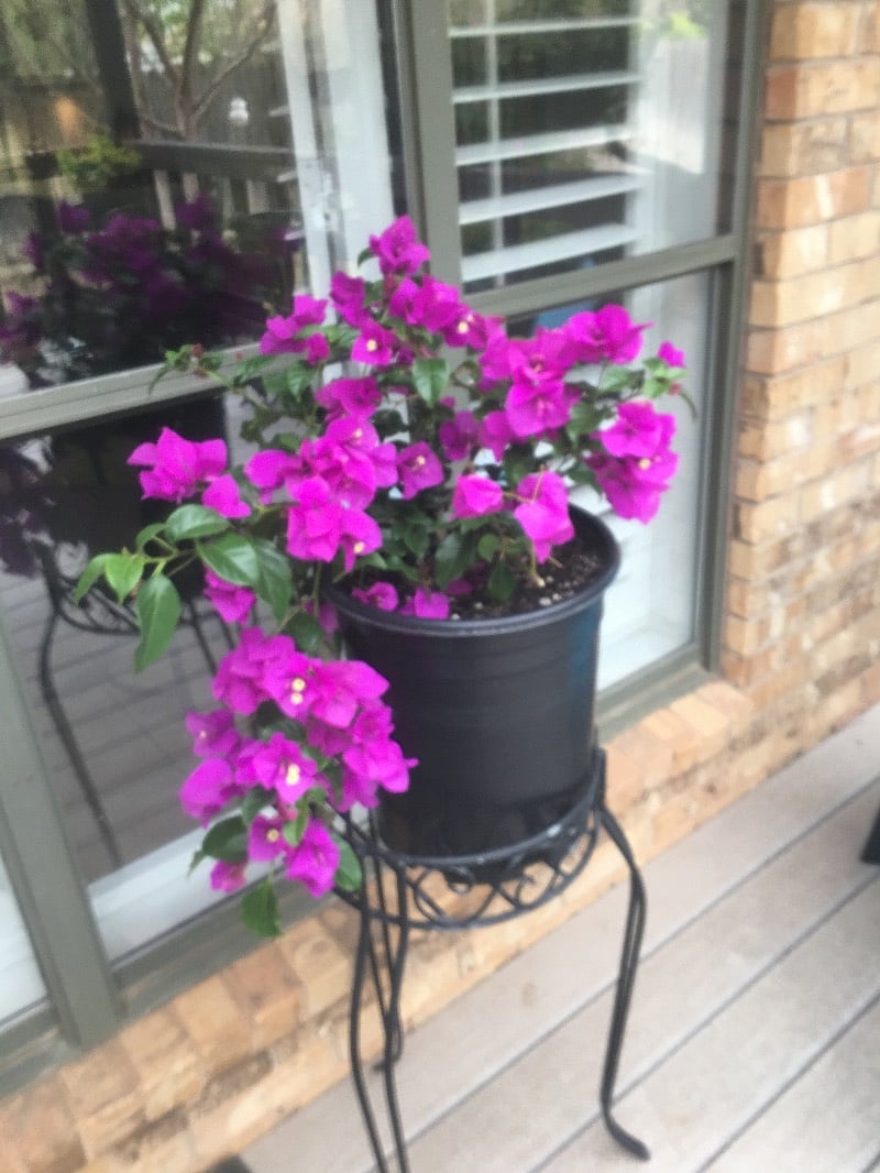 Furnished Finder property 357576_1 photo 19