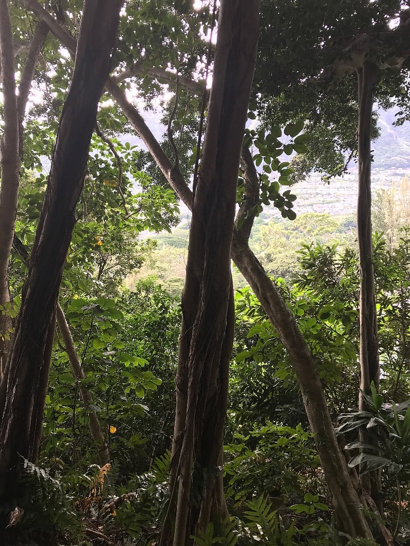 Nearly 1 acre of private property in the rear of the property. Steep slope.
