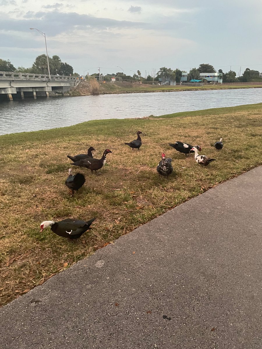 Muscovy Ducks by Snake Creek Canal