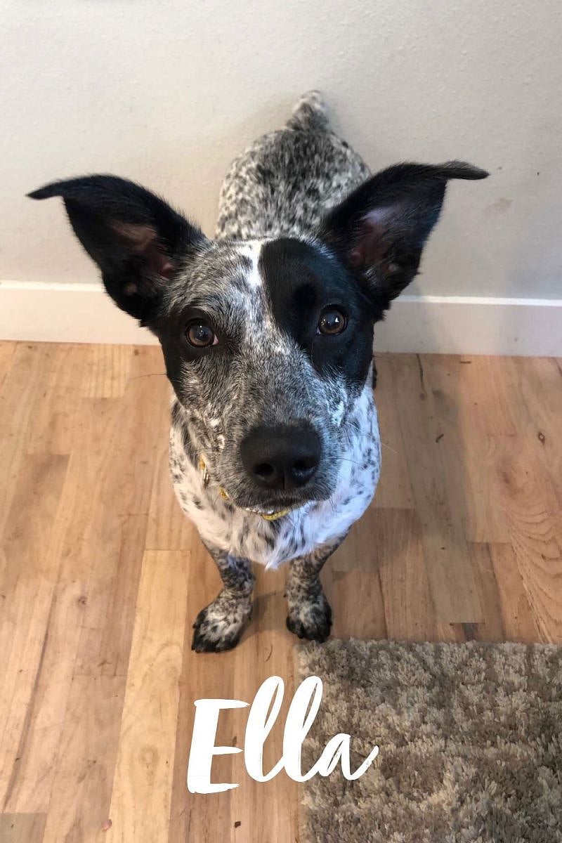 House mascot
