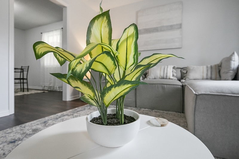 Furnished Finder property 358988_1 photo 14
