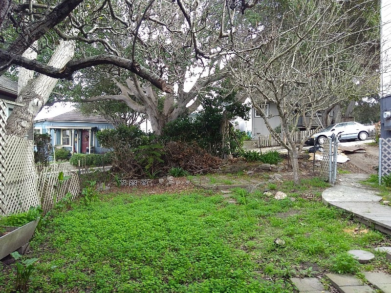 Side yard with pear and apple trees (and planting beds not pictured).