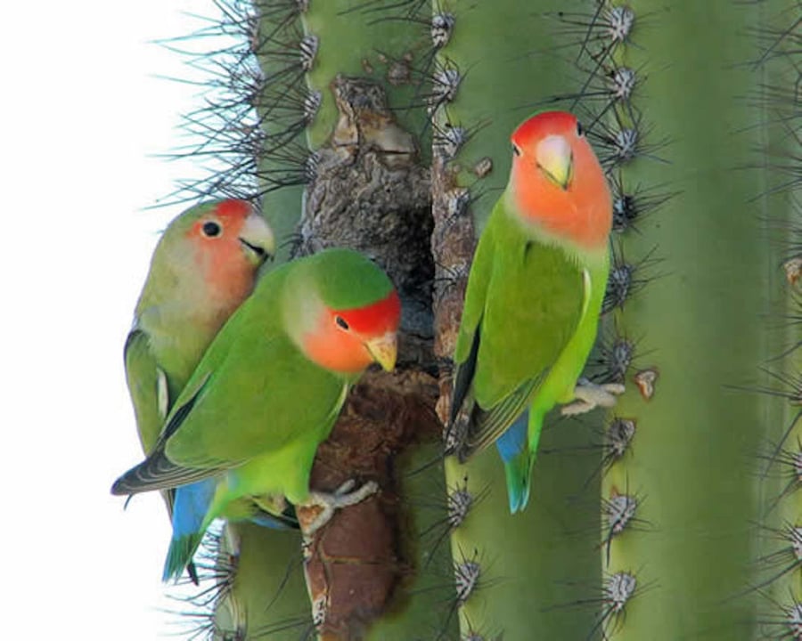 Our neighborhood has a large Love Bird population. You'll likely see the little green, blue and peach parrots in our backyard at the feeder.