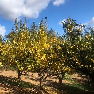 Apricot trees in the orchard.