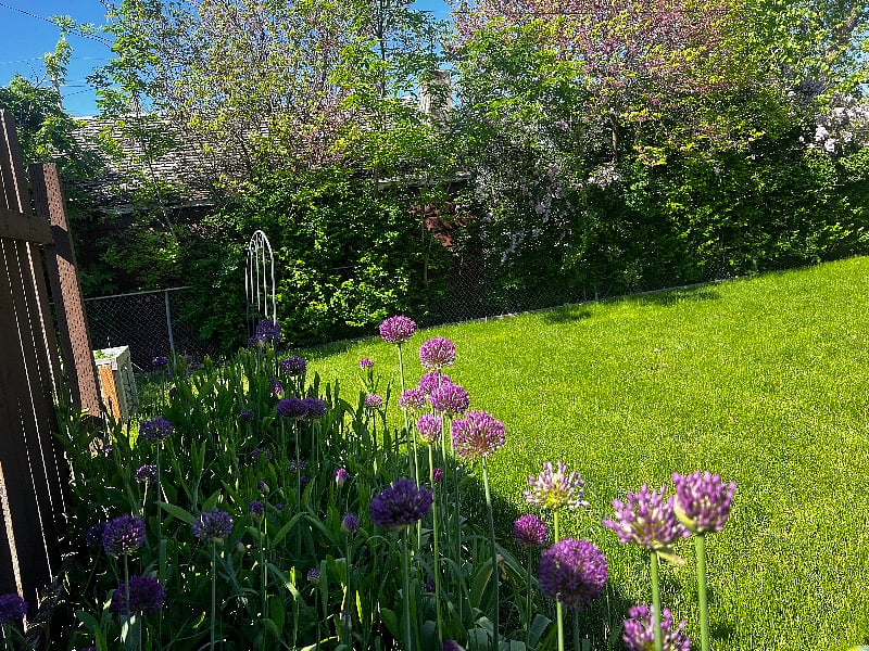 The garden is filled with alliums, sweet peas and mint growing seasonally. 