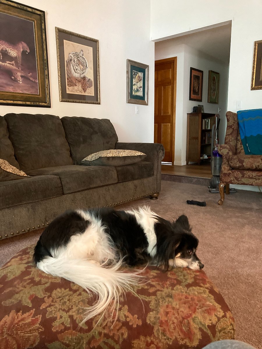 livingroom and my pal Gizmo