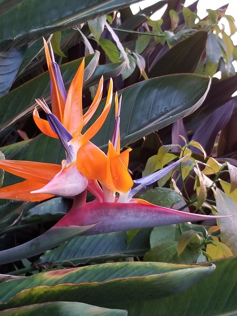 The property is filled with flowers and fruit trees.