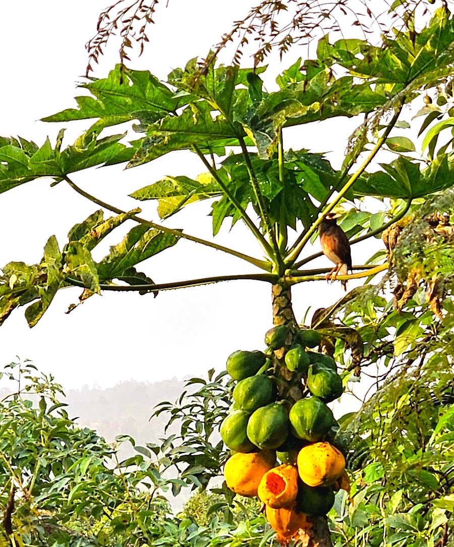 Papayas and native bird