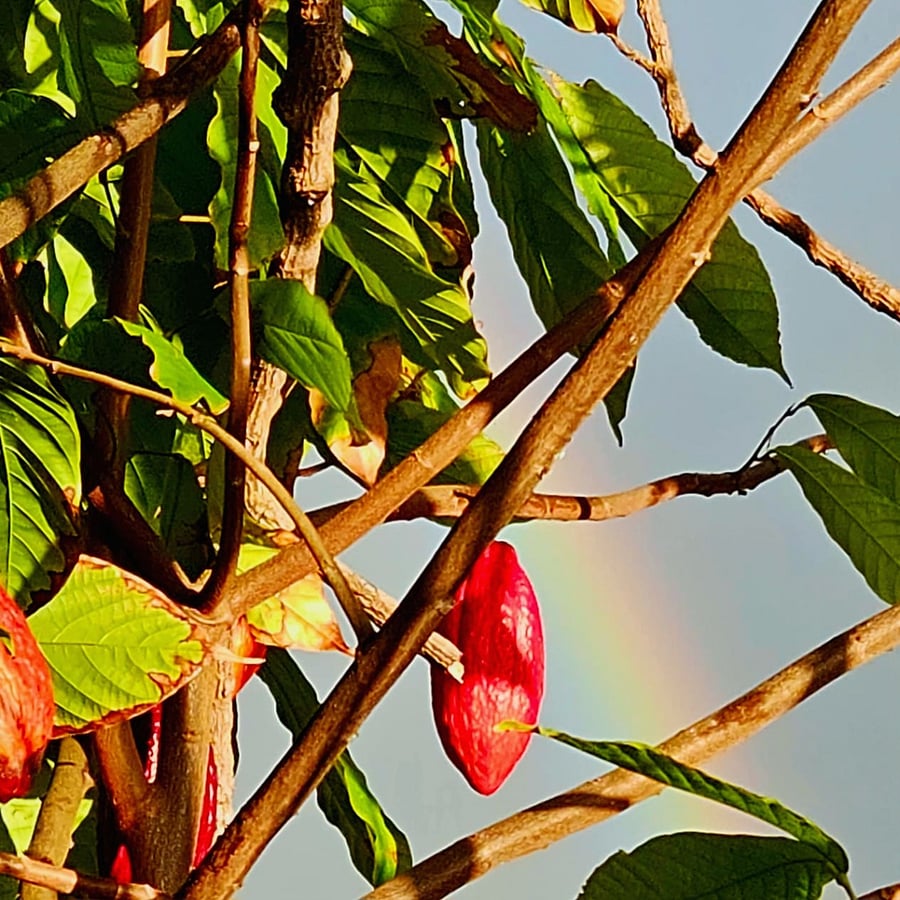 coacoa tree and rainbow right outside your window