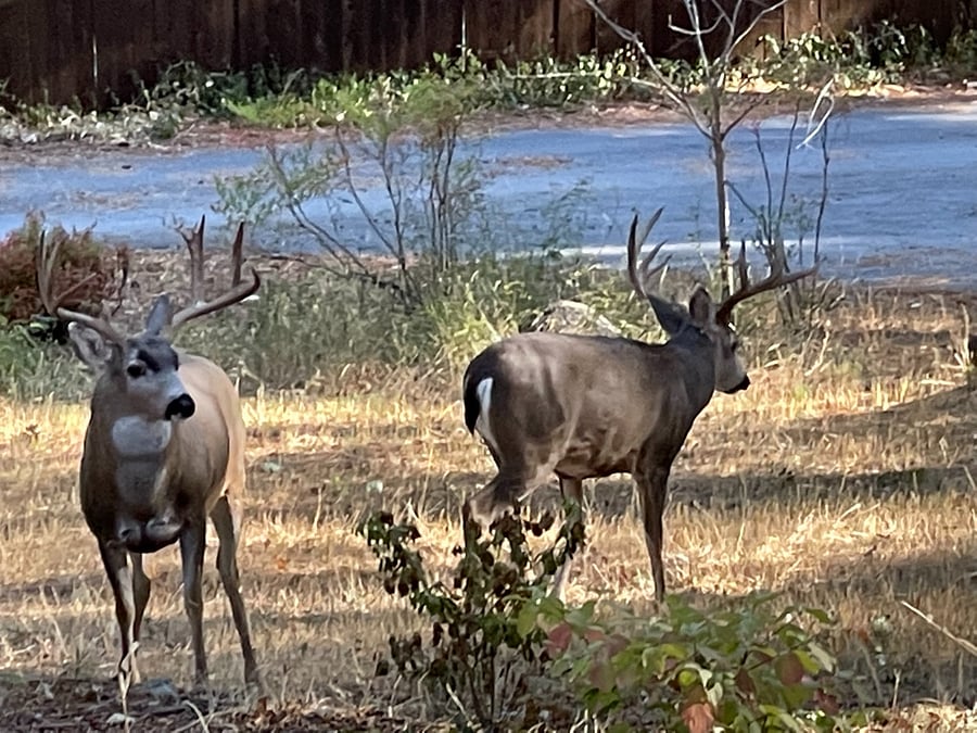 Cabin visitors