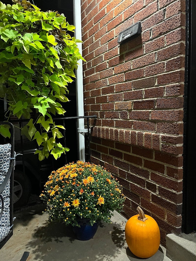 Entrance to house, always lit with seasonal plants