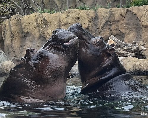 Fiona, our baby hippo...big celebrity...and mom at the Cincinnati Zoo