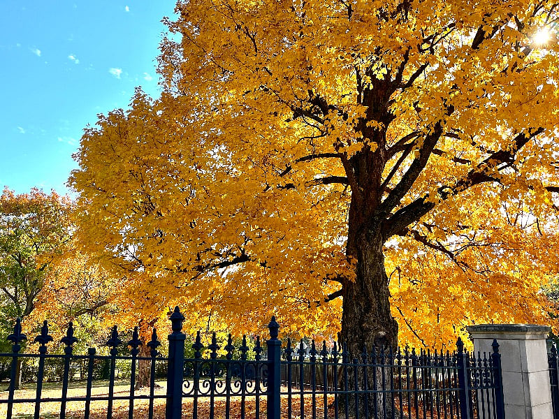 At the Laurel Court Mansion grounds which is right up the street. Nice place to walk. Fall tree