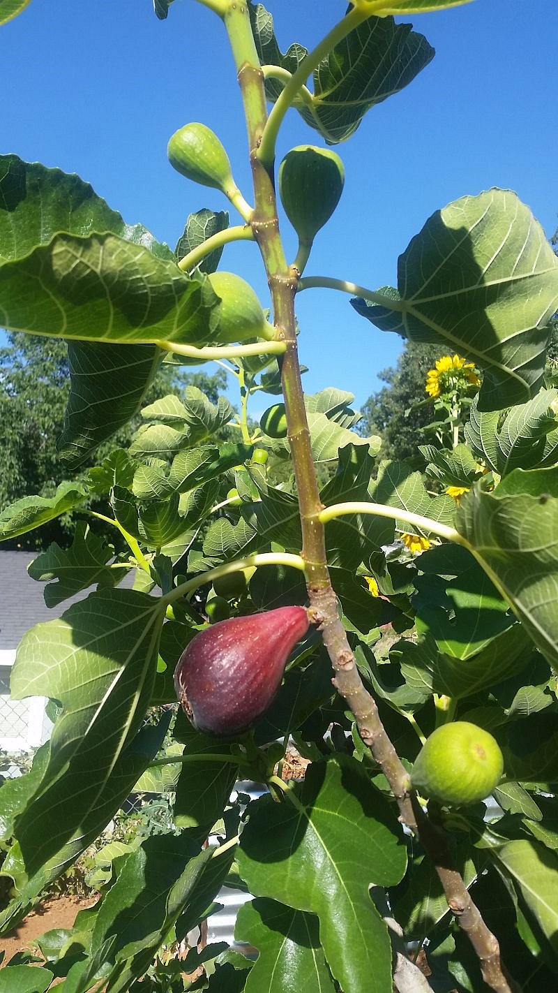 Some of the fig harvest in Fall