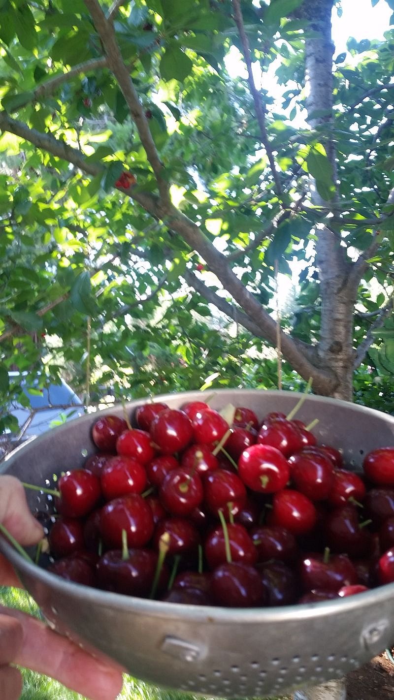 Some of the cherry harvest in Summer
