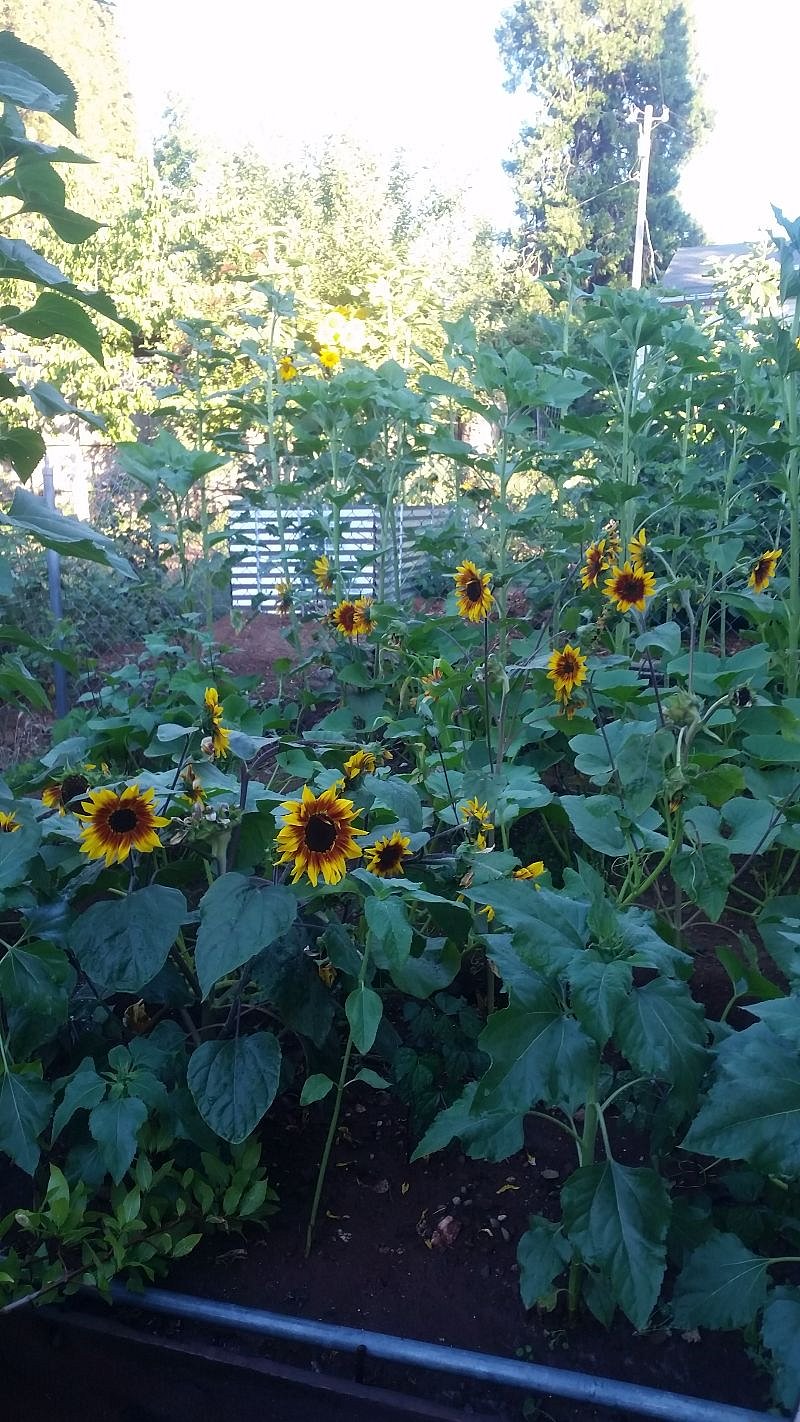 Sunflowers in the common garden, some were over 10ft tall!