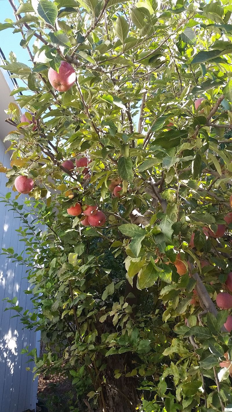 The old lone apple tree just outside the dining window :)