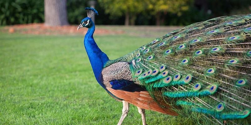 Wild peacocks visit the property almost daily during mating season.