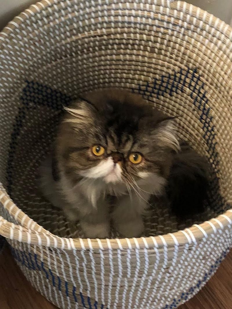 ....hiding in baskets.....