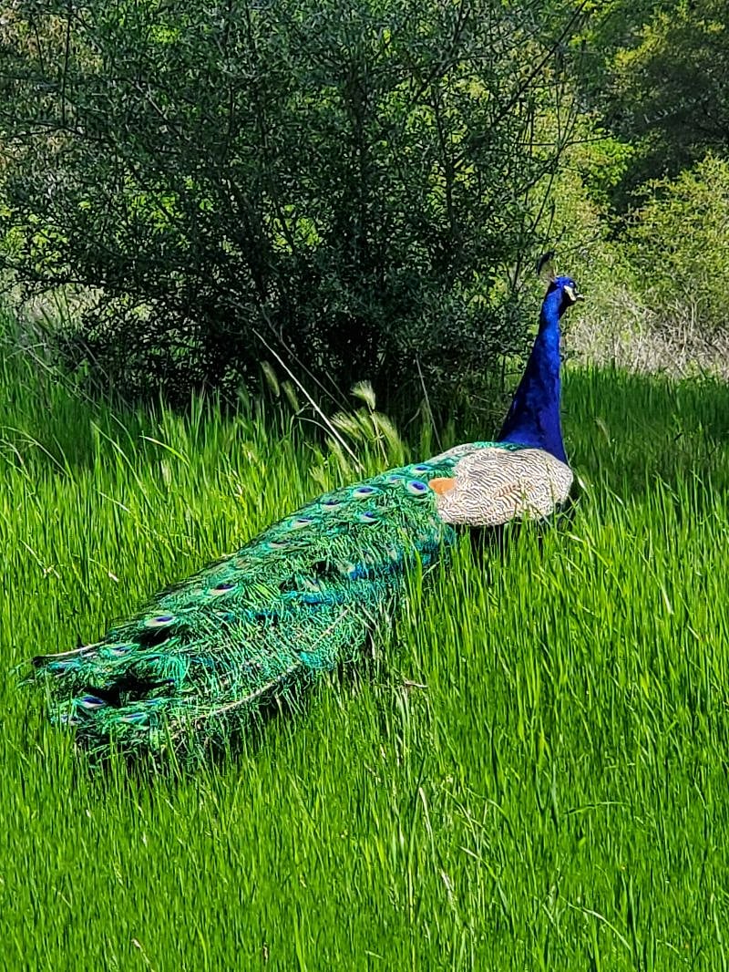 A wild peacock