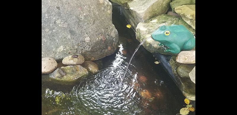 I had 3 frog visitors in the pond last summer