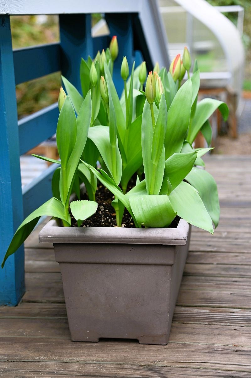Garden right outside your door.