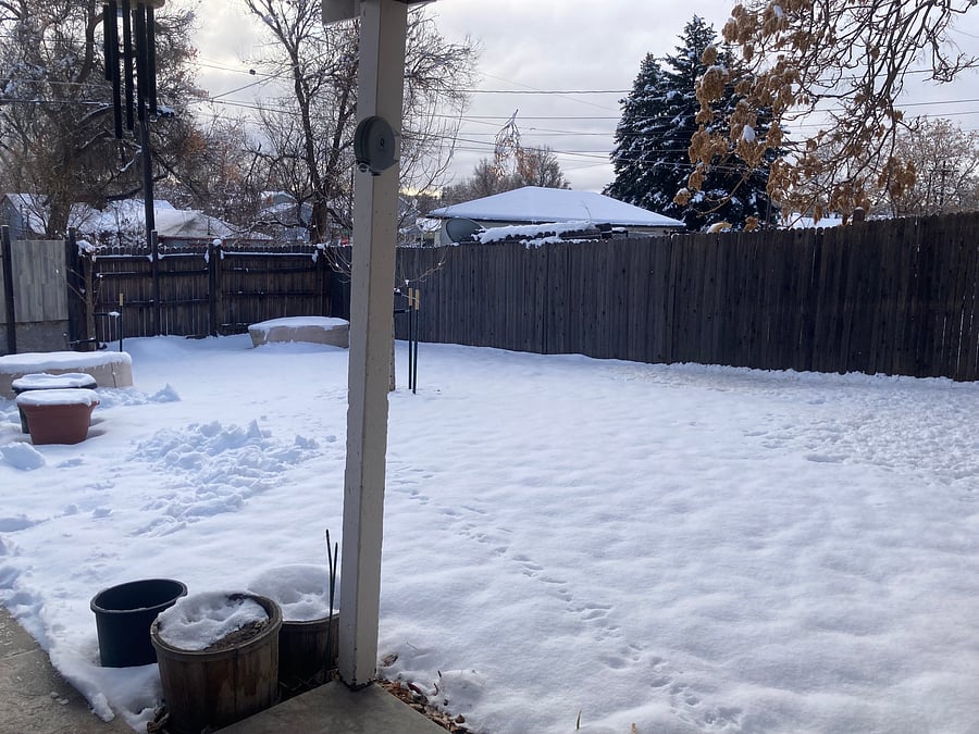Fenced back yard 