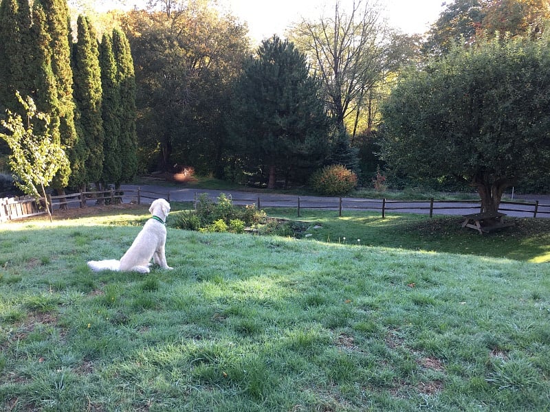 The 'Dog Park' for well behaved pups and their responsible owners.