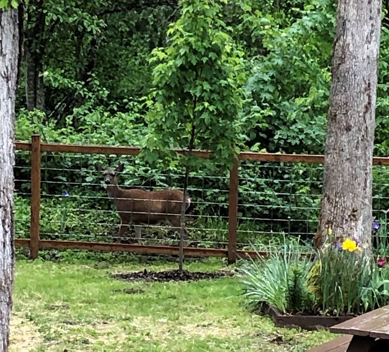 Deer really do use the trail.