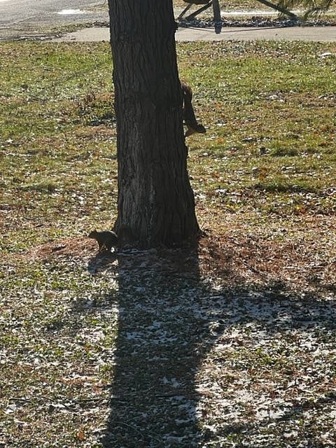 Squirrels visit