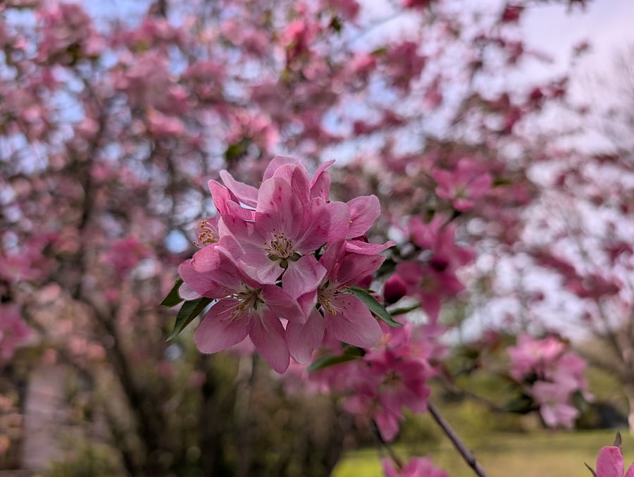 March cherry tree blooms