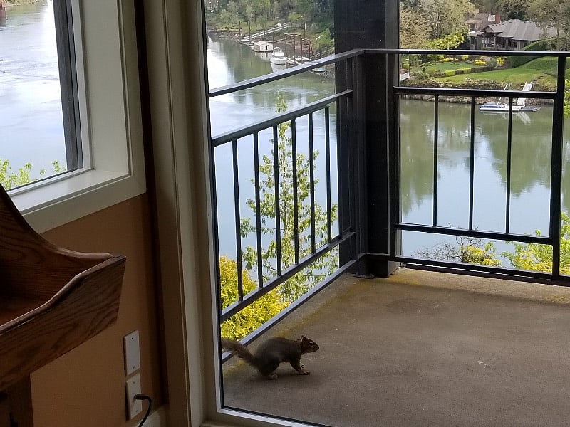 One of the neighbors comes to visit