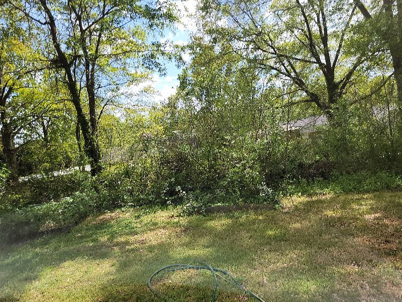View from the back patio