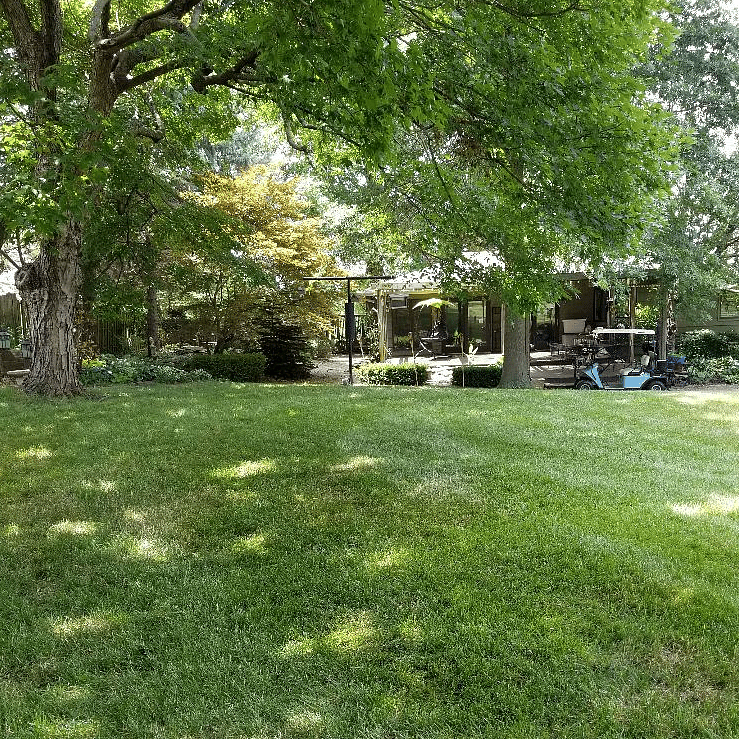 Back yard
