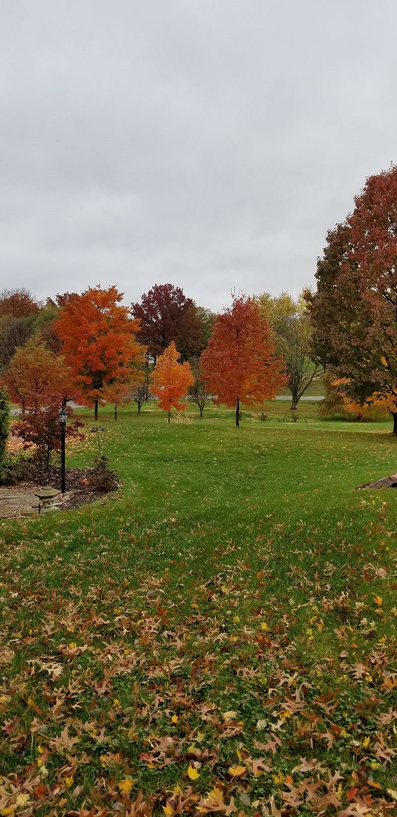 Maple trees in fall