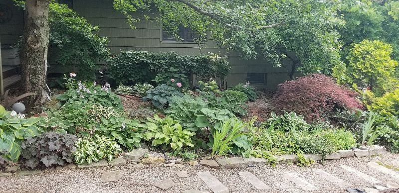 Garden outside laundry room window.
