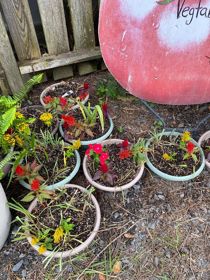 Our landscape includes a few edibles like Swiss chard, cactus and tomatoes.