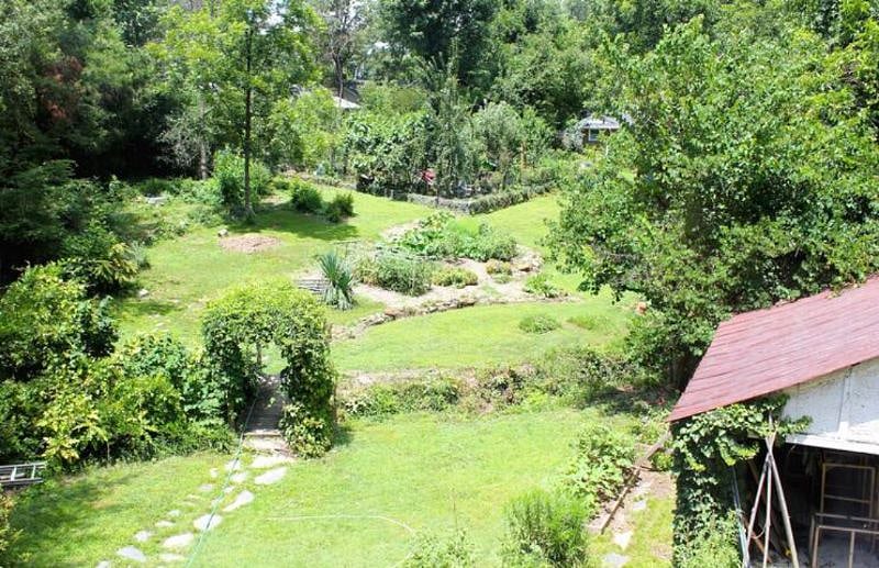 Expansive, lush backyard