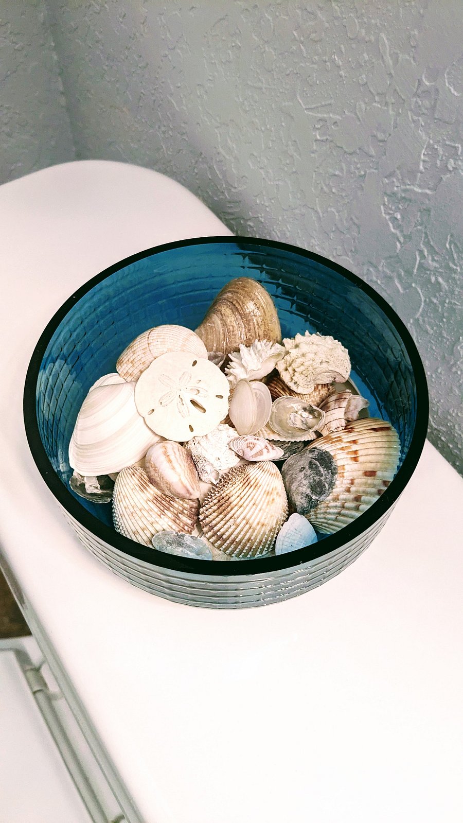 All hand picked shells from Fort DeSoto Beach. Now go find some of your own favorites!