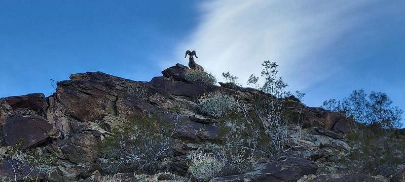Watching over us on our hike.