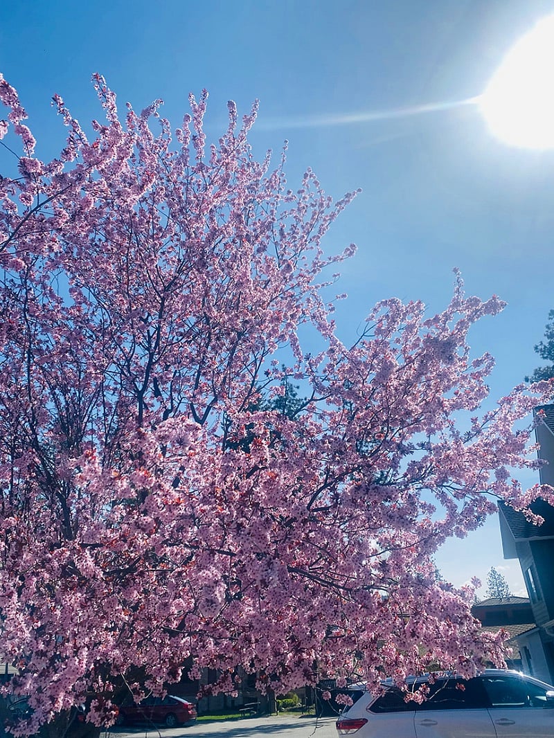 Beautiful cherry blossom trees surround the building!
