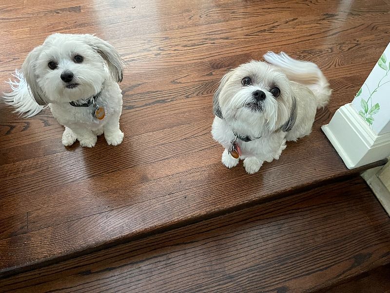 Maisie and Oakley